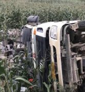 大货车侧翻 压倒一片玉米地