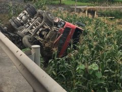 大货车驶出路面  侧翻压倒玉米地
