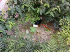 小区高空抛下一袋粪便  住户直呼太恶心