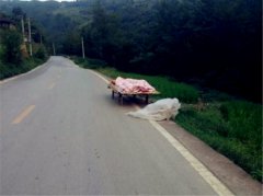 男子竟在公路边搭床睡觉  全然不顾危险